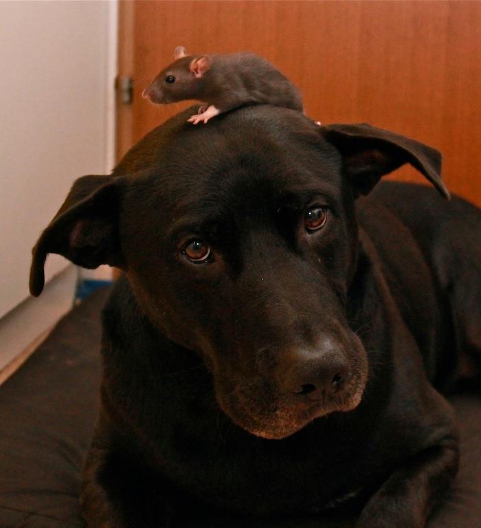 Odgovornost do živali