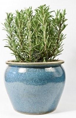 5 najpogostejših načinov uporabe rožmarina