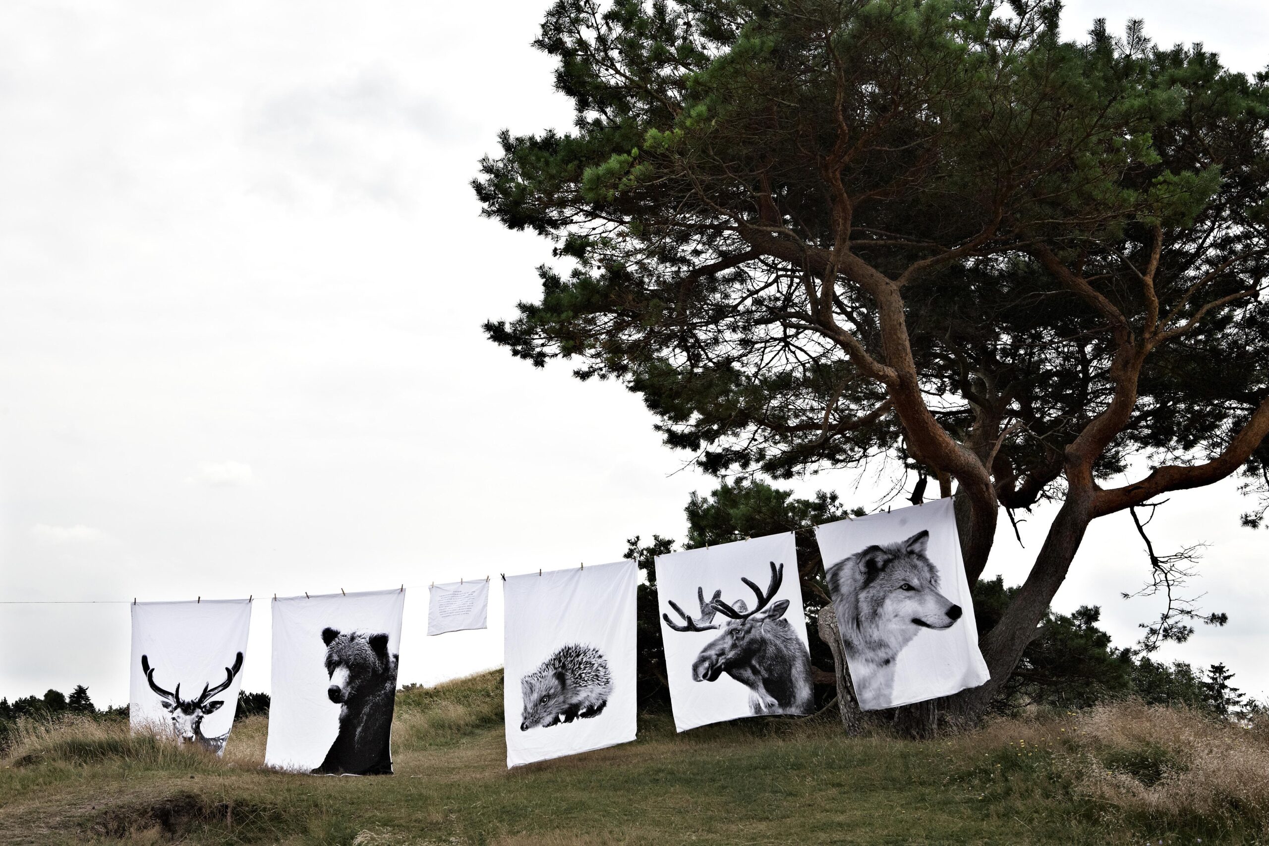 By Nord- dansko podjetje- vrhunski design