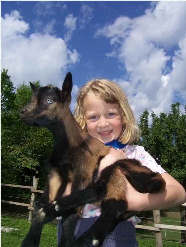 Trda mila iz kozjega mleka