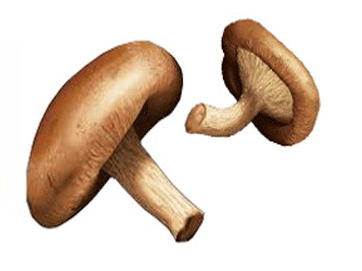 Gojene v Sloveniji in tako zdrave- ŠITAKE