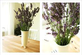 Neprijetna za molje, a odlična za vaše zdravje in počutje