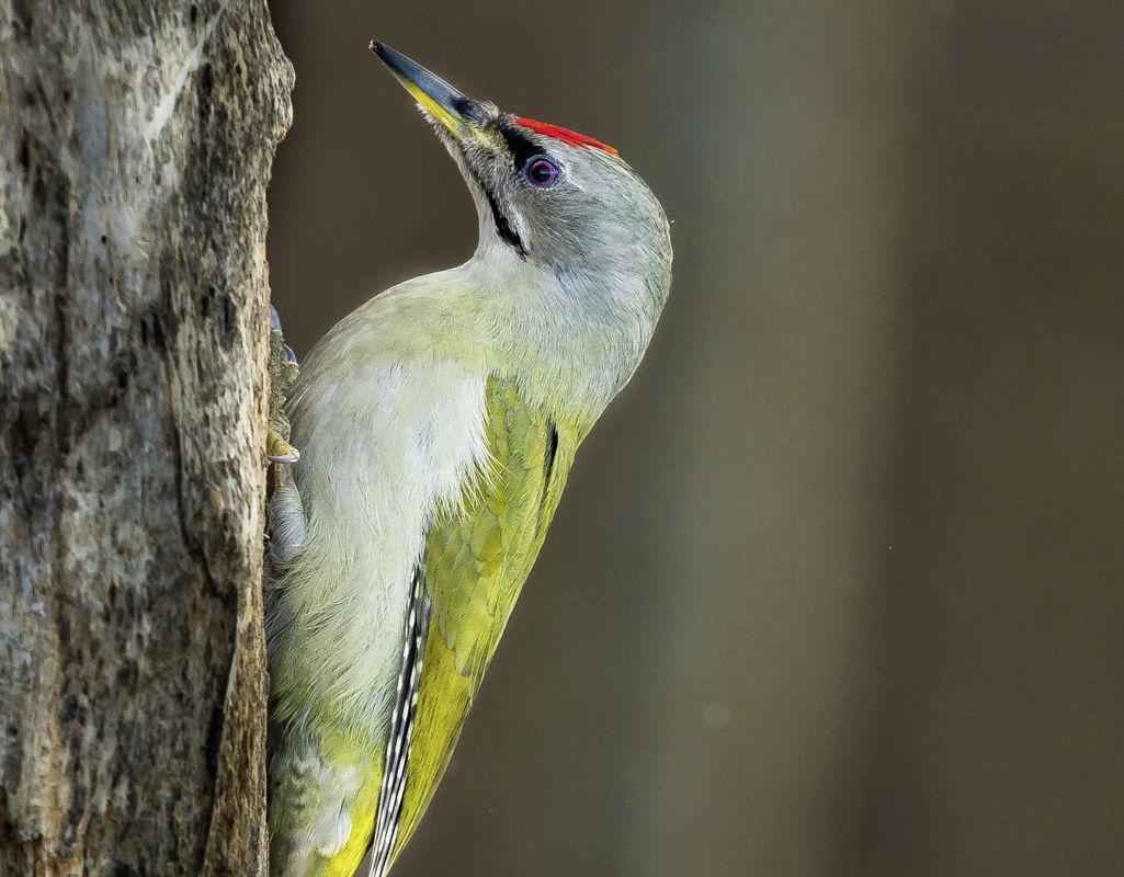 Posteljnina Grunspecht saten, ročno potiskana 140x200, 50x70